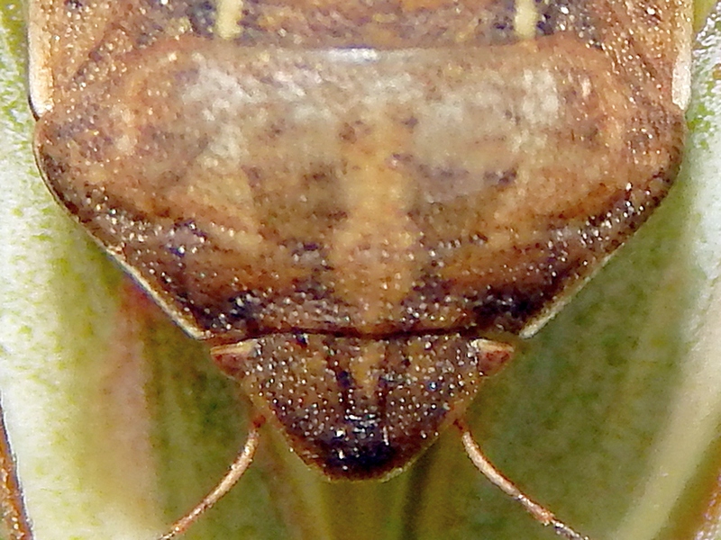 Scutelleridae: Eurygaster maura della Lombardia (VA)